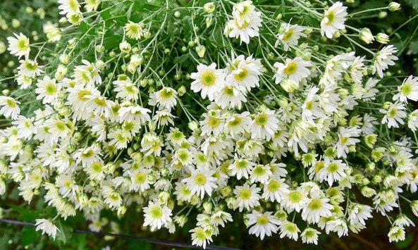 Đầu đông, người dân đổ xô tới vườn hoa Nhật Tân chụp ảnh cúc hoạ mi